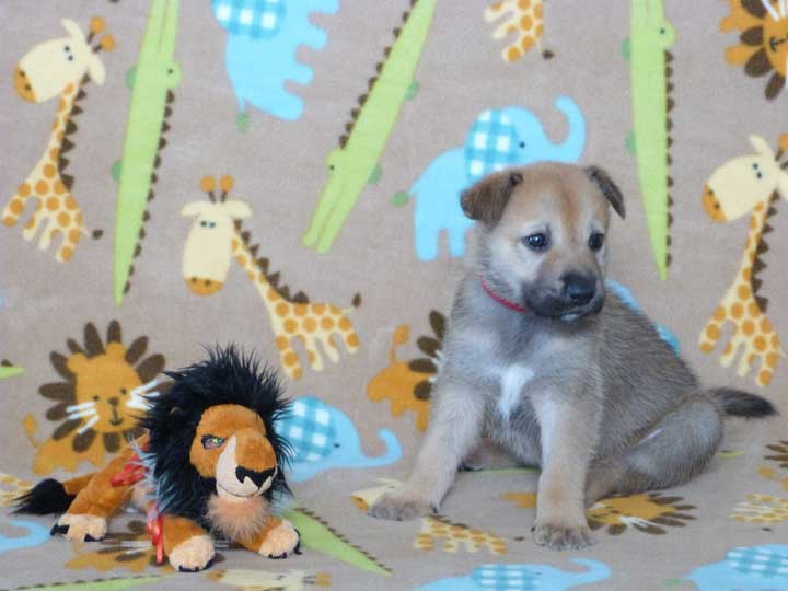 chinook puppy
